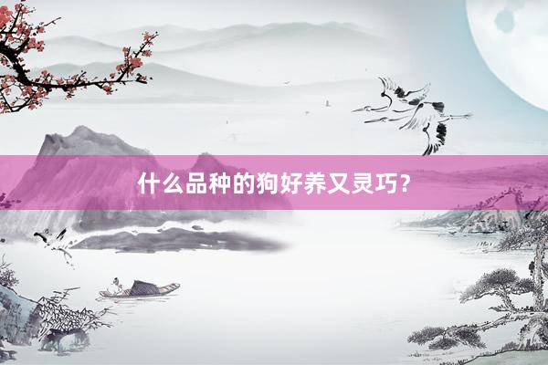 什么品种的狗好养又灵巧?